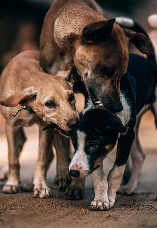 San Diego Dog Bite Attorneys - Dog Bite Attack Claim | Jurewitz Law