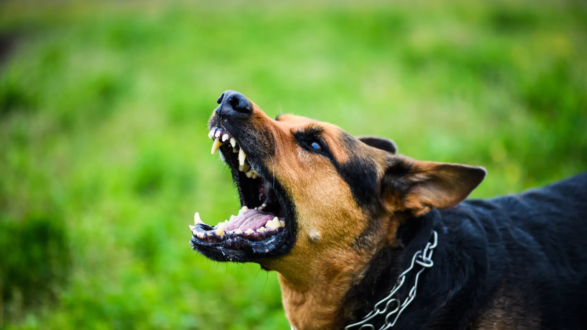 Florida Dog Bite Law Explained: What You Should Know